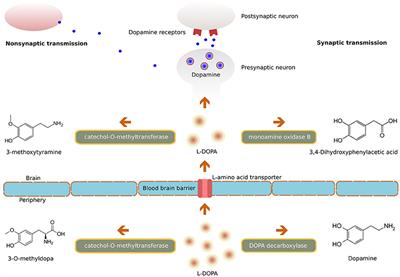 Deep Brain Stimulation and L-DOPA Therapy: Concepts of Action and Clinical Applications in Parkinson's Disease